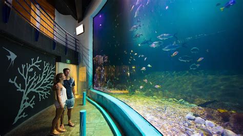 Interactive Aquarium Cancún - Located inside La Isla Shopping Mall, Aquarium Cancún is an ...