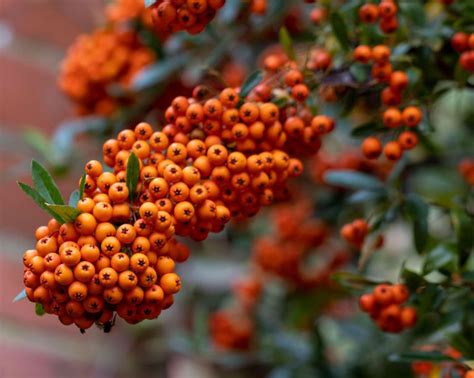 Shrubs with berries: 15 of the best varieties | Gardeningetc