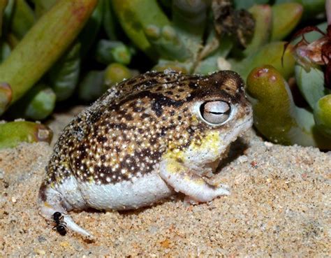 Desert Rain Frog Facts and Pictures