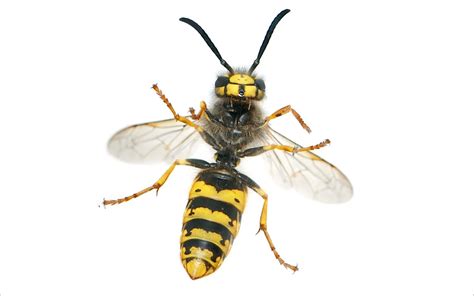 Everything You Need to Know About Yellowjackets: Identification ...