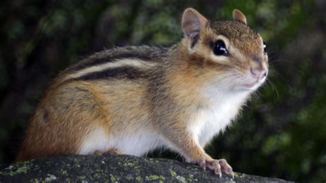 Six tips to avoid chipmunk damage to your home