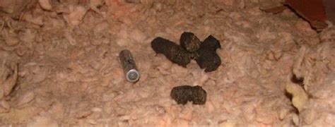 Animal Poop In The Attic | Urban Wildlife Trapping Experts