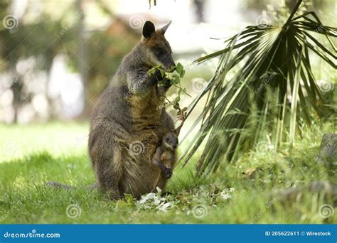 Mesmerizing Shot of an Adorable Wallaby Kangaroo with a Baby in the Pouch Stock Image - Image of ...