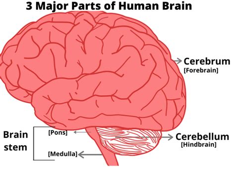 15 Brain Facts for Kids - Interesting Facts about Human Brain