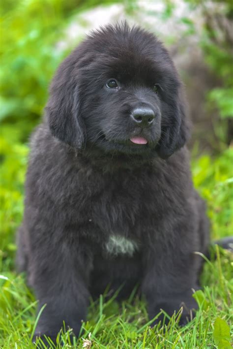 10 Things Your Newfoundland Puppy Wants You To Know - My Brown Newfies