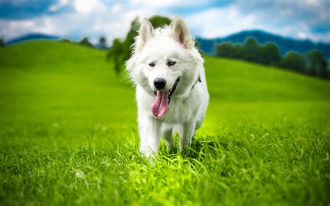 Wallpaper : 1800x1125 px, dog, grass 1800x1125 - wallup - 1642759 - HD ...