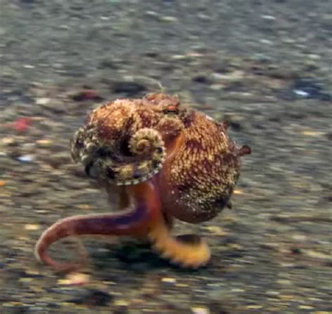 How An Octopus 'Walks' On The Ocean Floor