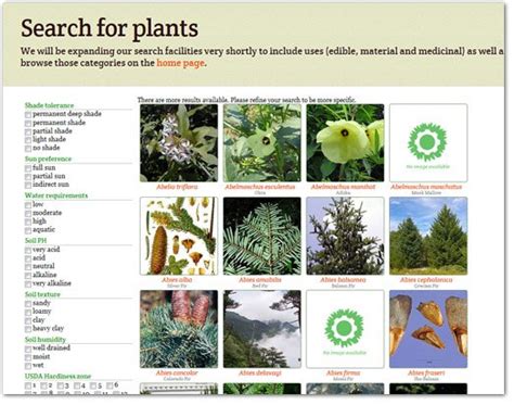 Forest Plants List