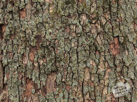 Tree Bark Texture, FREE Stock Photo, Image, Picture: Tree Bark Texture ...