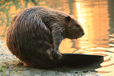 File:Beaver Yearling Grooming Alhambra Creek 2008.jpg - Wikipedia