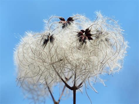 White Flowers Under Blue Sunny Sky · Free Stock Photo