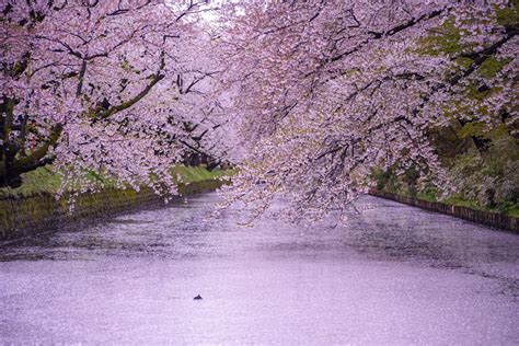 Best Cherry Blossom Spots in Tohoku - Japan Web Magazine