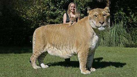 Ligers and Tigons - Ligers: Intresting Facts - Ligers and Tigons