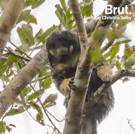 A missing monkey finally spotted in the Amazon | Brut.