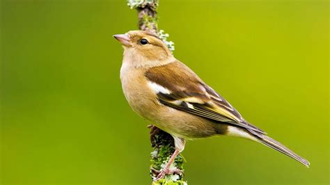 British Finches: Identification Guide and Songs - Woodland Trust