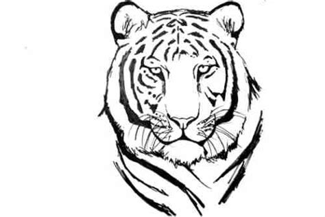 How To Draw White Tiger | How To Draw A White Tiger Face Step By Step | by cool drawing ideas ...