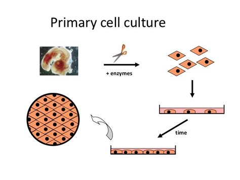 Diagnostic 2