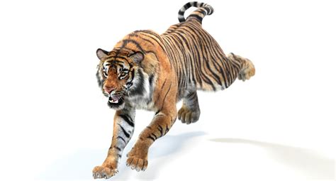 3D sumatran tiger fur colors - TurboSquid 1170597