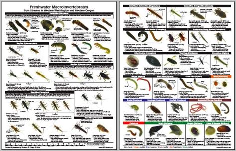 Macroinvertebrate Field Guide in 2023 | Insect identification, Field ...