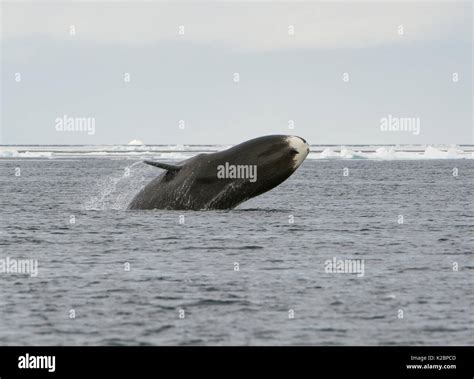 Bowhead whale arctic breaching hi-res stock photography and images - Alamy