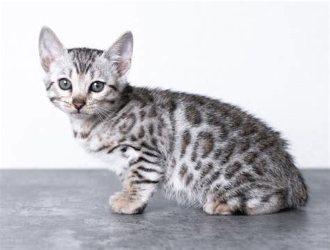 Silver Bengal Cat 101: Facts, Temperament, Care & More Info