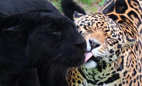 1920x1080px, 1080P free download | *** Jaguar and Black Panther ***, wild, jaguar, puma, cats ...