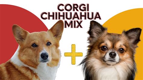 Corgi Chihuahua Mix: Adorable & Lively Designer Dog Breed - YouTube