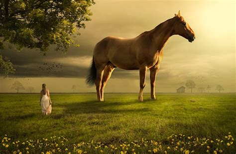 Horse Field Meadow - Free photo on Pixabay - Pixabay