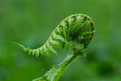 Fern is a Member of a Group of Vascular Plants that Reproduce by Spores ...