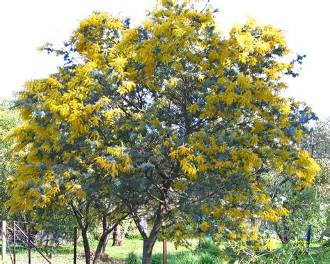 Acacia baileyana (Cootamundra Wattle) - tubestock | GardensOnline