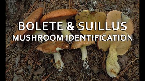 Bolete & Suillus Mushroom Identification with Adam Haritan - YouTube