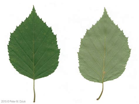 Betula papyrifera (Paper Birch): Minnesota Wildflowers