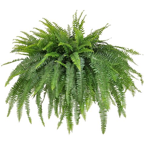 United Nursery Live Jumbo Boston Fern Plant 34-42 Inches Wide in 10 Inch Hanging Basket ...