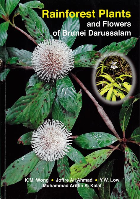 Rainforest Plants And Flowers Of Brunei Darussalam | Best Flower Site