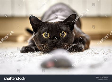 4,685 Pouncing animal Images, Stock Photos & Vectors | Shutterstock