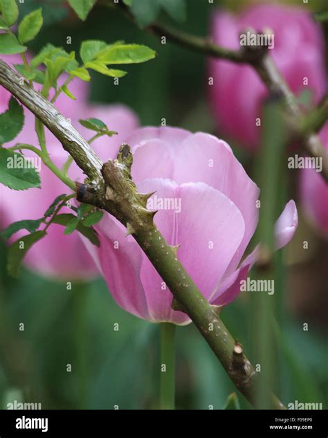 spring flowers south carolina Stock Photo - Alamy