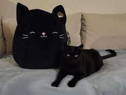 Jack the Black Cat Squishmallow