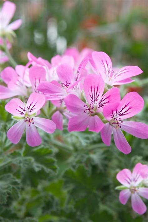 15 of the Best Scented Geranium Varieties | Gardener’s Path