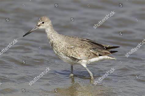 Willet Catoptrophorus Semipalmatus Adult Breeding Plumage Editorial Stock Photo - Stock Image ...