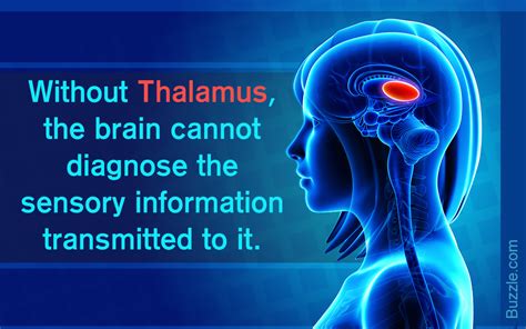 Location and Functions of the Thalamus You'll Be Stunned to Know About