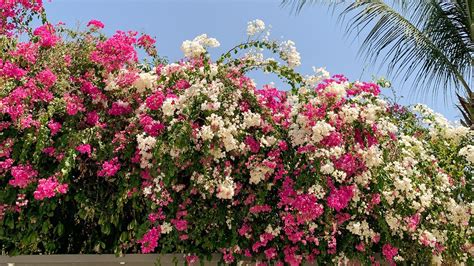 2.5 To 3 Fit Many Type Colour Available Bougainvillea Plant/ Road Side ...