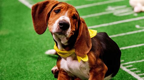 Go Behind The Scenes Of Puppy Bowl XV In These Oh-So-Adorable Photos | HuffPost