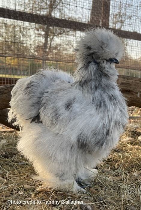 The Incredible Silkie Chicken: Ultimate Care Guide (& More!)