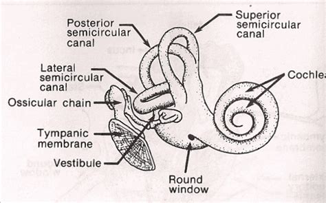 [DIAGRAM] Not Labeled Diagram Of Cochlea - MYDIAGRAM.ONLINE