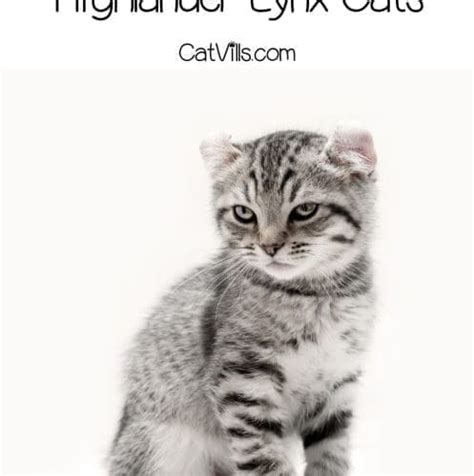 Highland Lynx Cats: Discover the Unique Personality