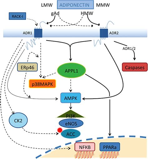 Adiponectin receptor signalling in the brain - Thundyil - 2012 - British Journal of Pharmacology ...