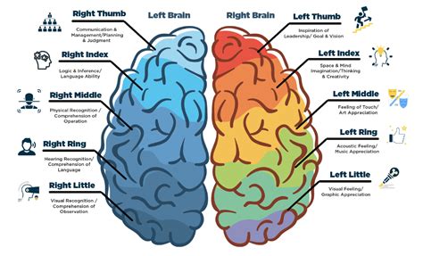 DMIT Test Online, Dermatoglyphics Multiple Intelligence Test - Brainwonders