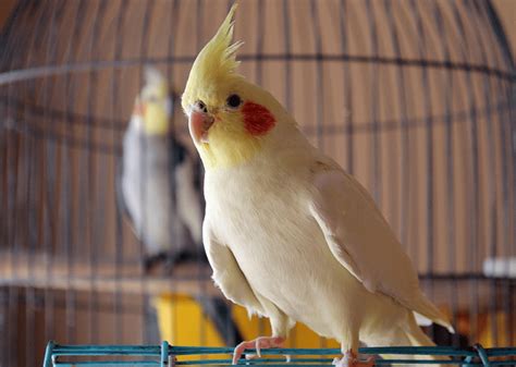 Best Pet Birds | Find the right pet bird for you in 2020