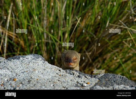 Mongoose hawaii hi-res stock photography and images - Alamy