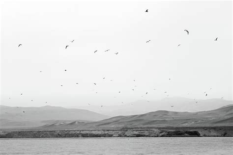 Birds At Paracas National Reserve Photograph by Eduardo Teixeira | Fine Art America